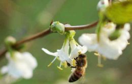 Europe as a whole has two-thirds of the honeybees it needs for pollination, according to the report from Dr. Breeze 