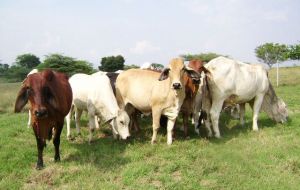 Livestock industry is one of the country's main industries.