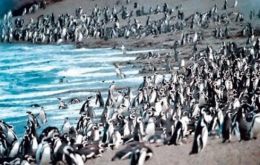 The study refers to 400,000 Magellanic penguins living along the coast of Argentina in Punta Tombo peninsula 