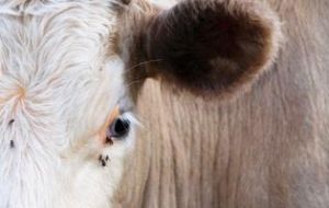 A single ten-year old cow from a group of 80 was found to have atypical BSE after laboratory testing 