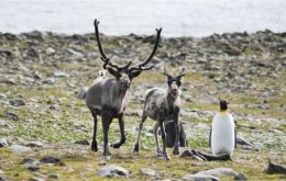 Reindeer were introduced in the island by whalers in the early 1900s