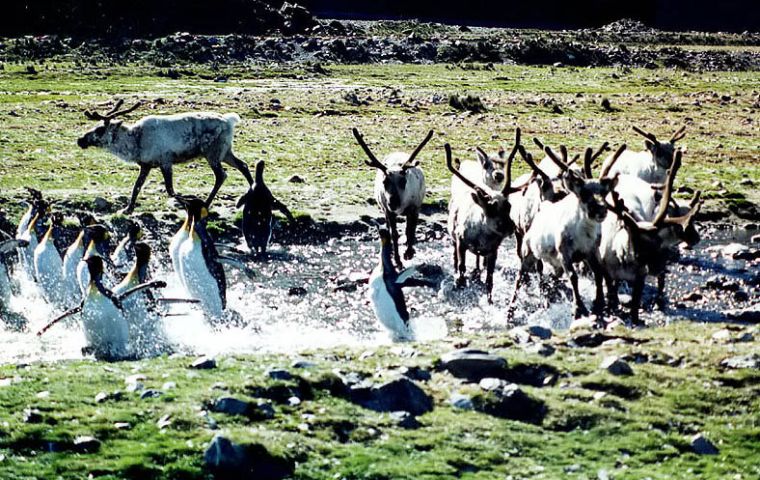 Reindeer were introduced in the island in the early 1900's to feed whalers 