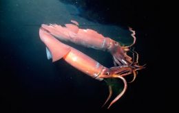 According to Imarpe up to 200.000 tons. of squid could be caught in the area 