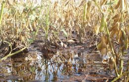 Soy beans suffer more than corn in wet fields  