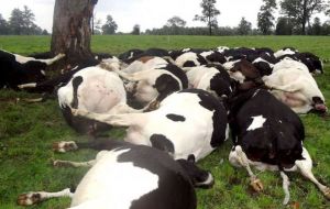 In one incident nine cows taken cover under a tree were killed and one blinded 