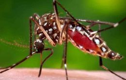 The virus is transmitted by the same dengue Aedes aegypti mosquito