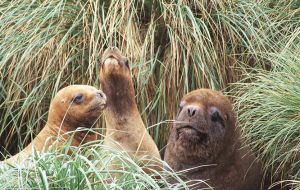 The number of pups represents an increase of 60% over the last count in 2003