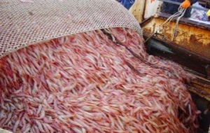 The San Jorge Gulf area is describes as the most profitable fisheries because of shrimp 