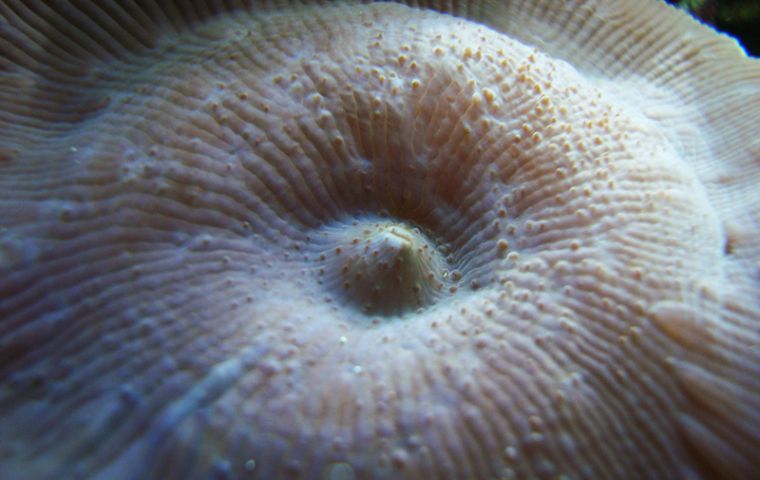 The cnidarians proteins were found in feathery corals collected from the sea off the north coast of Australia.