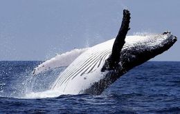 Humpback whales annually undertake the longest migration of any mammal between their winter breeding grounds and summer feeding grounds. 