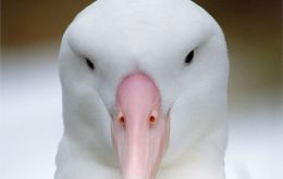 A spectacular close shot of a Wandering Albatross 