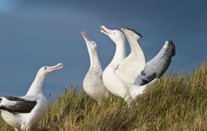 Wandering Albatross, Bay of Isles, South Georgia (Pic: Ted Cheesman)
