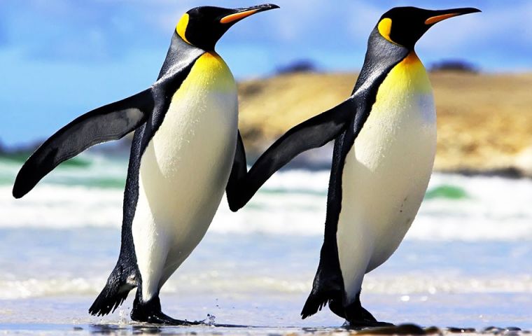 “It's not happy news for the emperor penguin,” said Hal Caswell of the US Woods Hole Oceanographic Institution