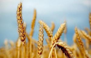 Improved production prospects for coarse grains and wheat crops, particularly in the United States, the EU and India.