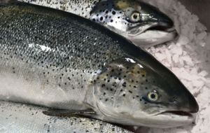 Demersal catches overall were down while farmed Atlantic salmon production was up 16.8%