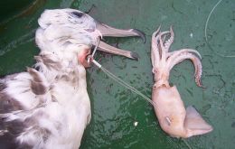 Dead black-browed Albatross in Uruguay fishery ( Credit M. Abreu, BirdLife International )