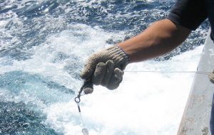 Hookpod being hand-cast from longlining vessel in Brazil during trials