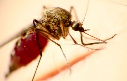 PAHO said that the total figure for the mosquito-borne disease had reached 513,393 cases compared with 473,523 cases a week earlier.