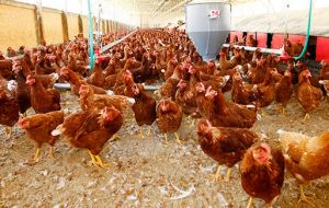They also have a strong appetite for US chicken, buying 276,100 tons of it last year, or 8% of U.S. exports. 