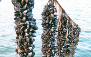 Mussel farms are a common sight along the Galician coast 