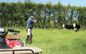 Cattle is usually shot and slaughtered in the field, and later sold to local butchers or turned into sausages or minced meat 