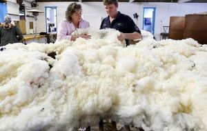 Netty Hazell said the sheep's avoidance of the shearing shed had been weighing it down, with Shaun carrying an estimated 20 kilograms of fleece.