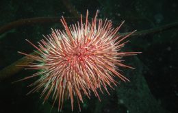Chilean urchin  - Loxechinus albus (|Pic: SMSG) 