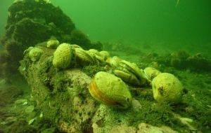 Patagonian scallops - Zygochlamys patagonica (Pic Deborah Davidson)