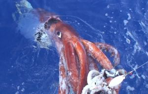 Colossal squid sometimes inhabit the world of fiction and imagination, but have rarely been seen in daylight.