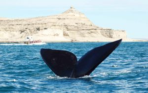 Peninsula Valdes in Argentine Patagonia where whales mate and calve
