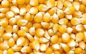 Regarding corn, it is estimated that the crop could drop to 74.9 million tons, which would be 8.9% less that the 2013/14 crop.