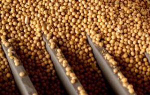 The soybean output was confirmed at 86.12 million tons, a new record, with 31.6 million hectares planted