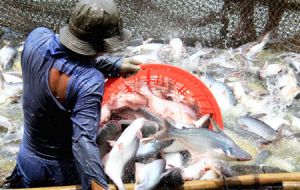Catfish farmed in Vietnam has often raised questions about conditions under which it is produced but has displaced other produce because of its lower price