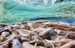 In the first eight months of the year squid (Illex argentinus) exports totaled 80,671 tons