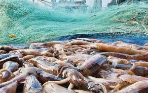 In the first eight months of the year squid (Illex argentinus) exports totaled 80,671 tons