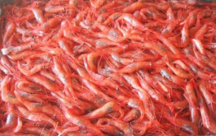 Shrimp landing reached 80.362.9, which is 27.6% higher compared to the same 2013 period: 62,937.2 tons.