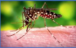 Chikungunya is a viral disease transmitted to humans by infected mosquitoes. Symptoms include high fever and headache with significant pains in the joints