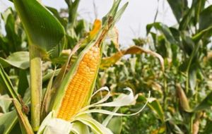 Global maize output is expected to reach a new record of 1.01 billion tons on the back of bumper crops in the European Union and the United States. 