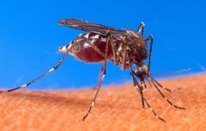 The new strain readily infects the Aedes albopictus mosquito, a hardier species, which is common along the US East Coast, and is adapted to colder climates.