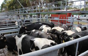 The big winners are seen to be Australia's dairy and beef industries which will see tariffs removed. 