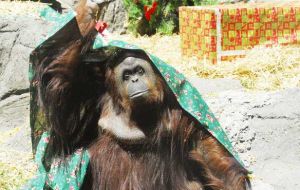 “Sandra is in captivity, living in absolute solitude in the Buenos Aires city zoo” argued AFADA, which requested the orangutan be transferred to a sanctuary