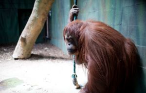 Sandra, the orangutan who made history. (Pic AP)