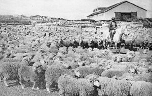 In the late 1880 sheep from the Falklands were shipped to the extreme south of Chile to help start the industry 