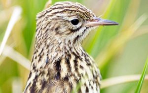 This week Mrs. Poncet made the exciting discovery of the first South Georgia Pipit nest at Schlieper Bay on South Georgia, an area cleared of rodents in 2013