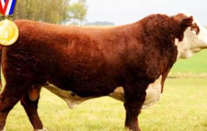 Kamikaze, the winner of the Hereford Champion of the World