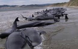 The stranding of 198 whales last Friday was one of the largest in recent years and prompted 80 workers and volunteers to help out.