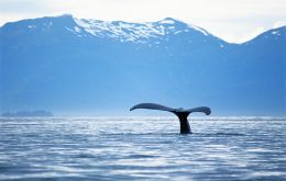 The three proposed MPAs would safeguard around 0.7 million square miles, home to threatened whales, sharks, fish, and corals.