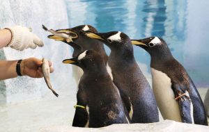 A closer look at the DNA of penguins revealed that all species lack functioning genes for the receptors of sweet, umami, and bitter tastes.