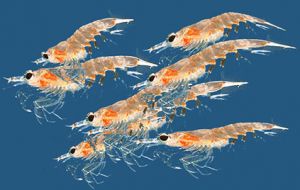 Most Southern Ocean marine species - such as whales, seals and penguins – are dependent on krill, which is a small shrimp-like organism. 
