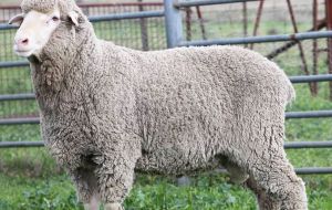 Mumblebone Merinos have been identified as one a small number of progressive Australian studs working on the traits needed by Falklands farmers 
